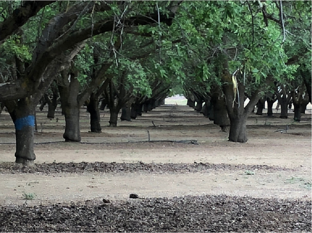 Willows Almond Ranch J Hill Land Company
